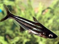 Pangasius sutchi