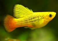 Platy variatus