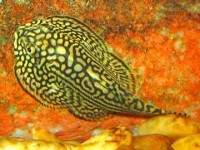 Pseudogastromyzon myersi