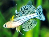 Pseudomugil gertrudae