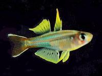 Pseudomugil ivantsoffi