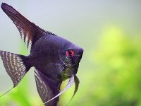 Pterophyllum Scalare black