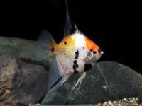 Pterophyllum scalare koi