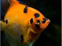 Pterophyllum scalare red devil2