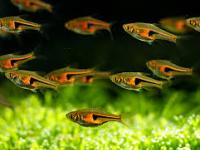 Rasbora espei