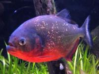 Serrasalmus nattereri