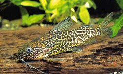 Synodontis schoutedeni