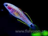 Tateurdina Ocellicauda