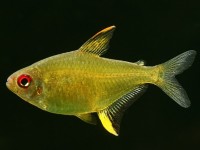 Tetra limão