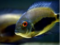 Uaru amphiacanthoides