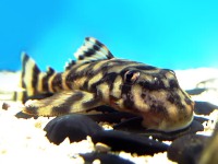 Zonancistrus L168