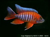 aulonocara jacobfreibergi