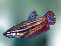 betta splendens f