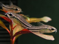 corydoras pygmaeus