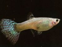 guppy femea