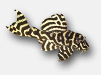 hypancistrus sp L333