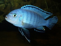 pseudotropheus sp