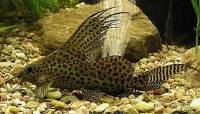 synodontis eupterus