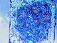 Acanthastrea