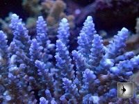 Acropora1