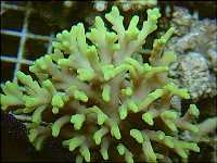 Acropora caroliana