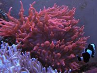 Entacmea quadricolor