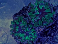 Euphyllia