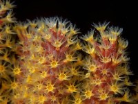 Gorgonia golden polyp