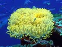 Heteractis crispa yellow