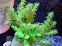 Sinularia greem