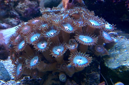 Zoanthus2