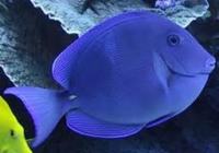 Acanthurus coeruleus