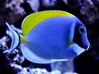 Acanthurus leucosternon