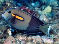 Acanthurus olivaceus