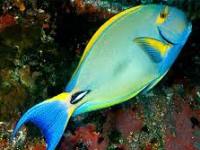 Acanthurus xanthopterus