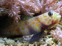 Amblyeleortis guttata