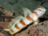 Amblyeleotris diagonalis