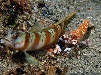 Amblyeleotris guttataAlpheus