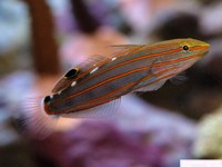 Amblygobius rainfordi