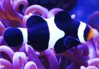 Amphiprion Ocelaris BW