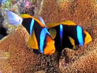 Amphiprion chrysopterus