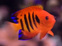 Centropyge loriculus