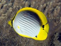 Chaetodon mellanotus