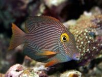 Ctenochaetus strigosus