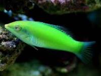 Halichoeres chloropterus