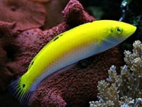 Halichoeres leucoxanthus trispilus