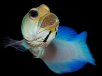 Jawfish yellowhead