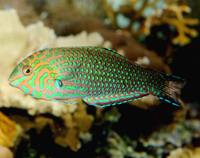 Macropharyngodon ornatus