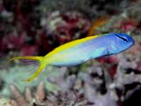 Meiacanthus atridorsalis