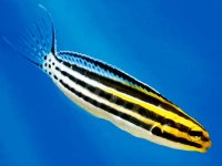 Meiacanthus grammistes